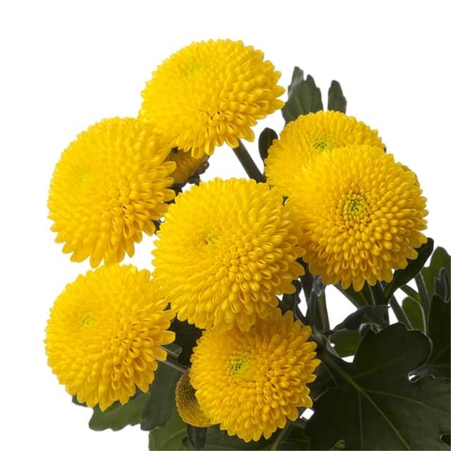 Chrysanthemum Santini Yellow