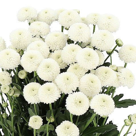 Chrysanthemum Santini White