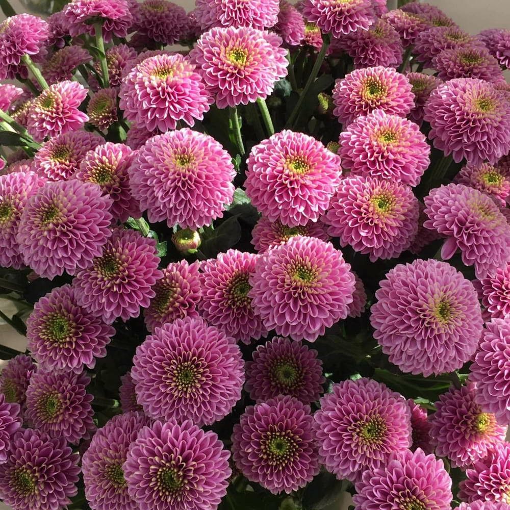 Chrysanthemum Santini Pink