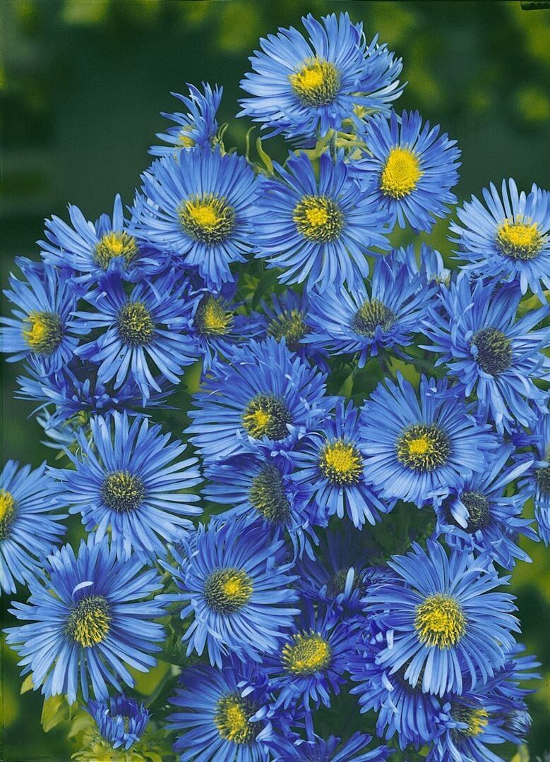 Aster Blue