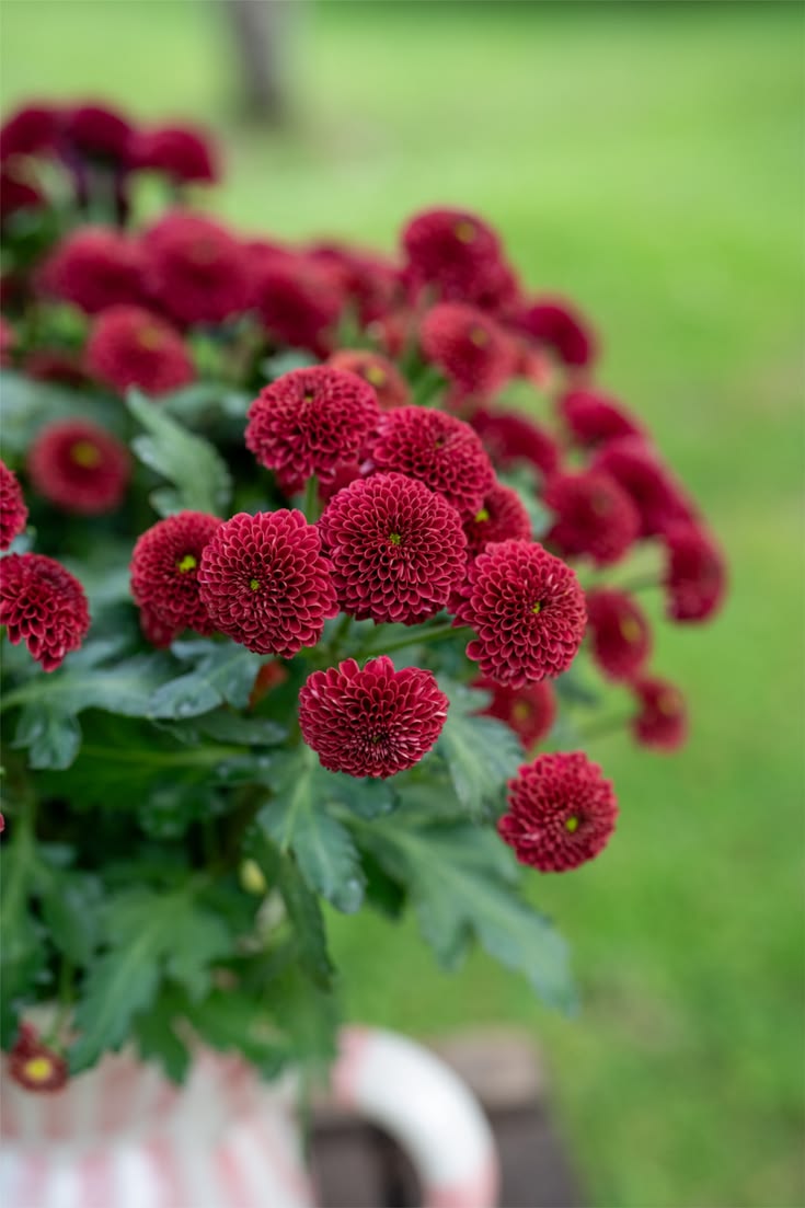 Chrysanthemum Spray Red