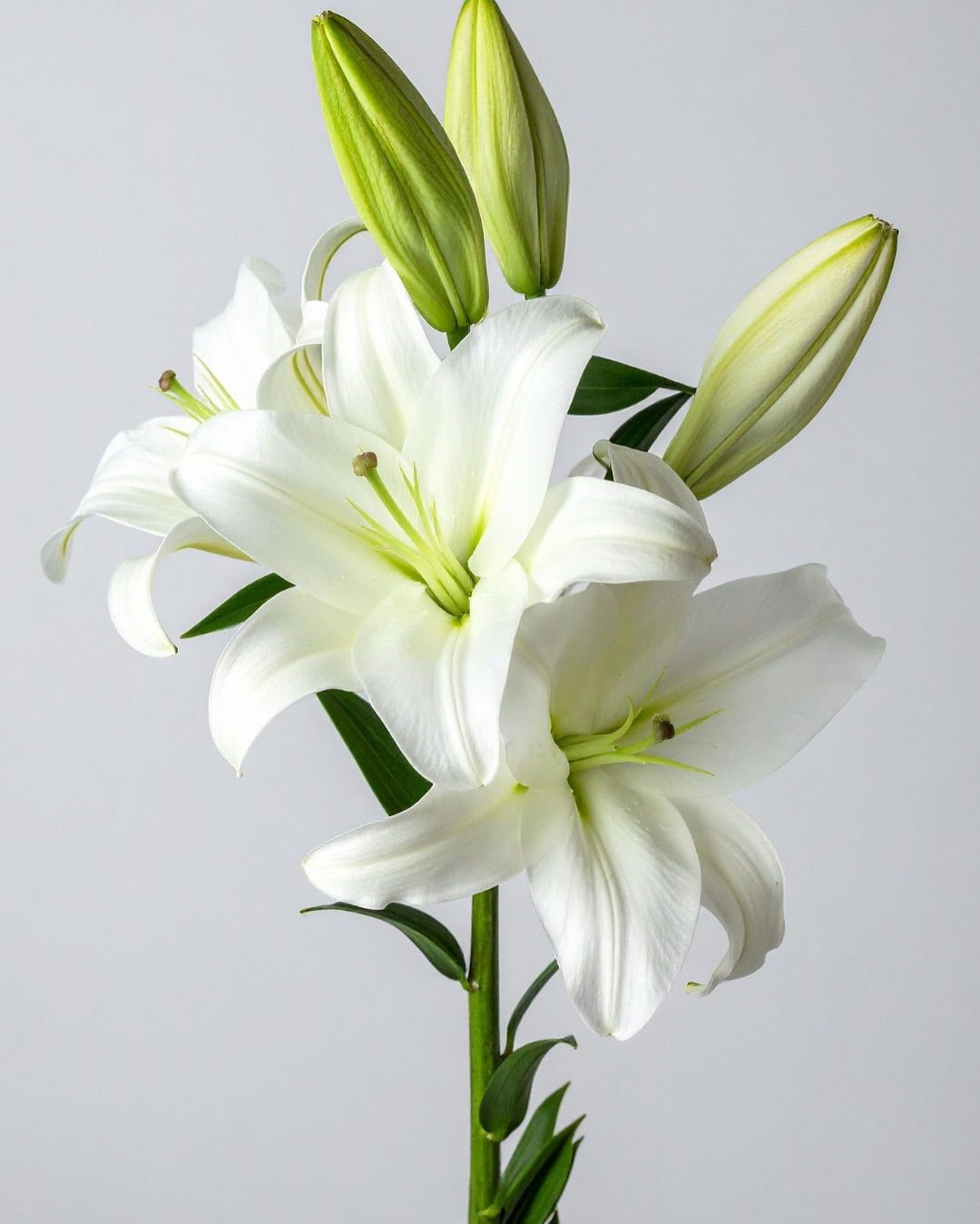Lily OR White