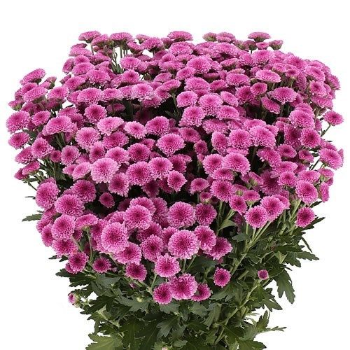 Chrysanthemum Santini Purple