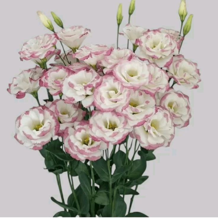 Eustoma Double Color