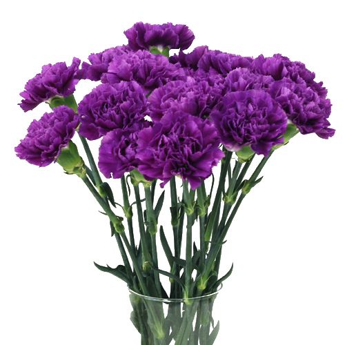 Carnation Purple