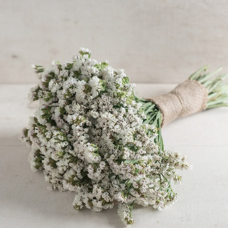 Statice White