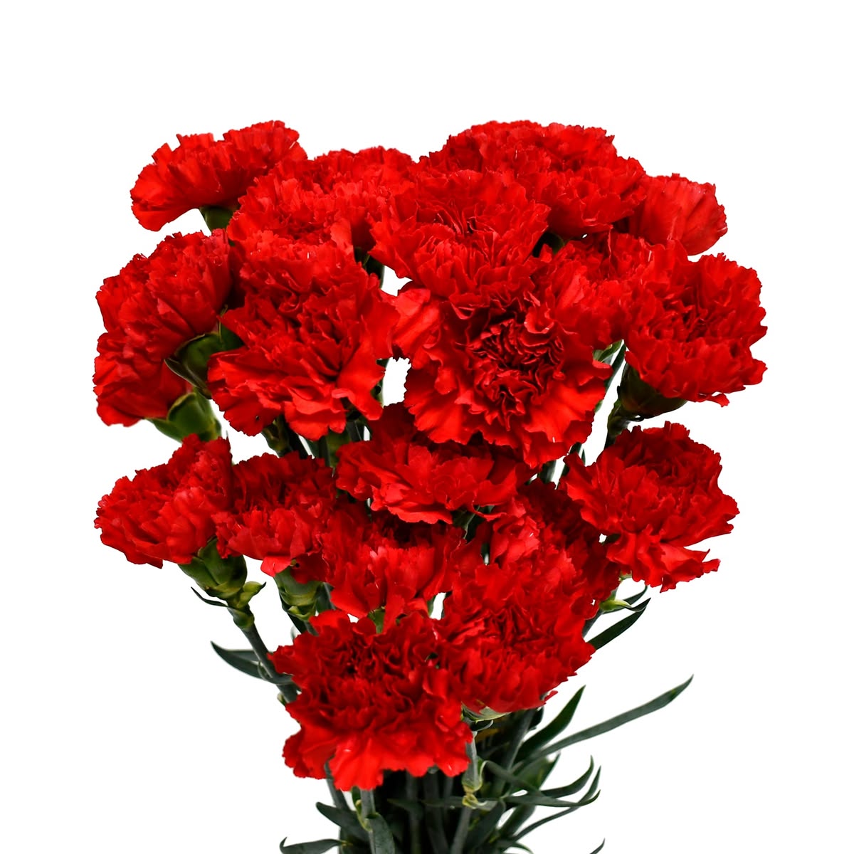 Carnation Red