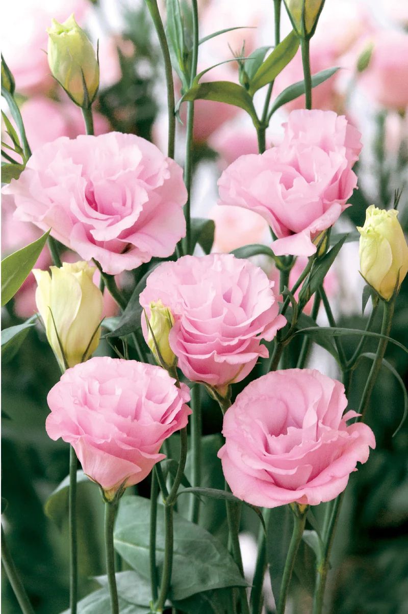 Eustoma Pink