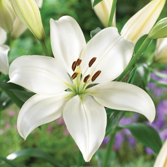 Lily La White