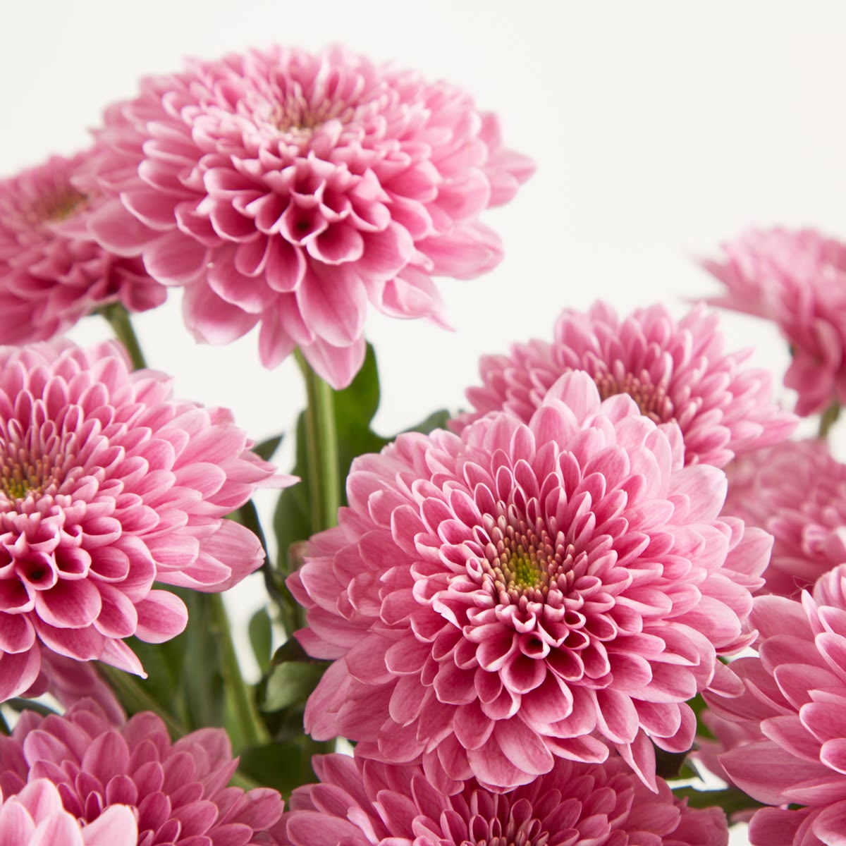 Chrysanthemum Spray Pink