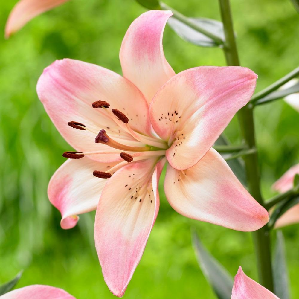 Lily La Pink