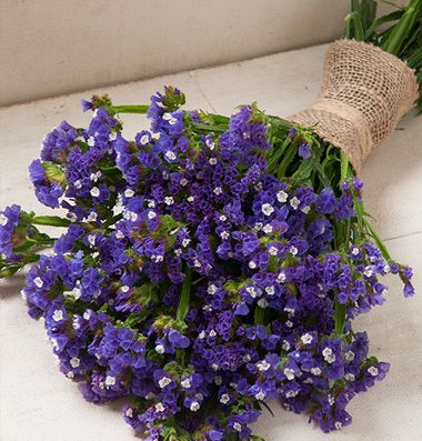 Statice Blue