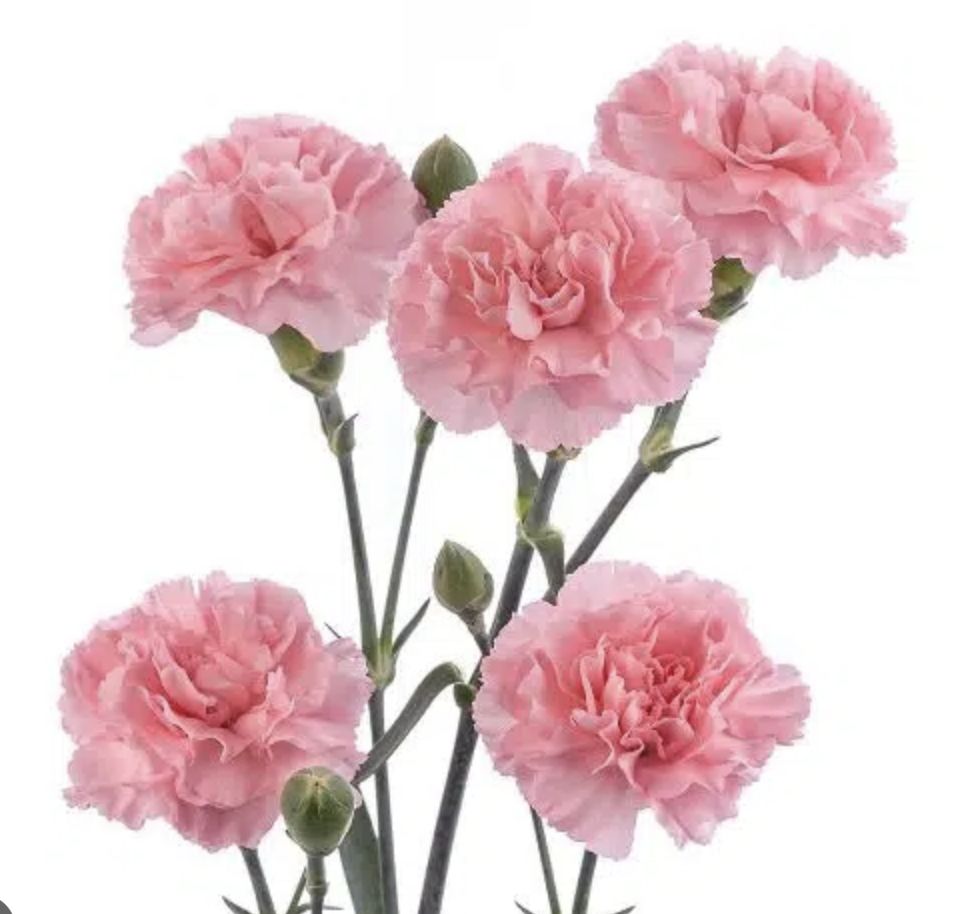 Carnation Pink