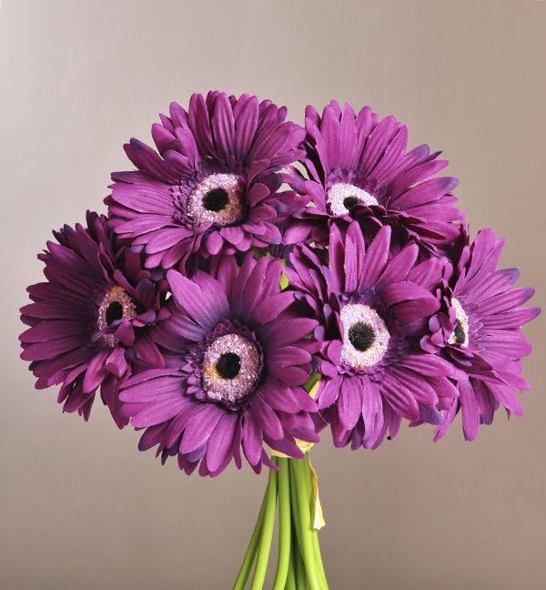 Gerbera Purple